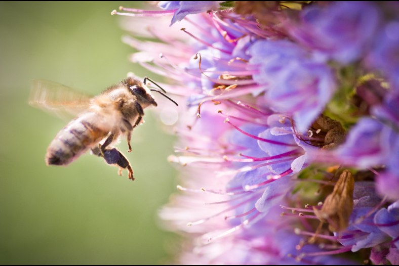 A Busy Bee